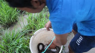 The girl looking food by catching fish in rice farm - Life Adventure