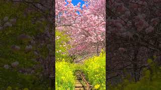 Cherry blossoms in Kanagawa Prefecture, Japan. #travel #nature