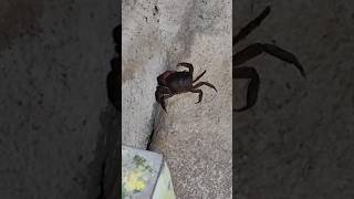 வாசலில் நண்டு 😱 | Crab Found at the Doorstep #Crab #viralshots