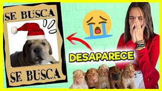 DESAPARECE MI BEBÉ PERRO 😭 VESTIMOS A LOS CACHORROS de LARA de PAPÁ NOEL 🎅🏼 VLOGMAS 2021