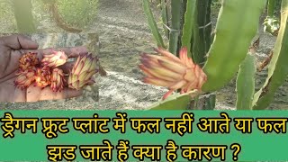 How to stop Dragon fruit flower dropping issue| Dragon fruit farming |By Kisan Mitra