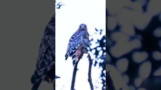 Red-shouldered Hawk🐦Sunrise Perch #redshoulderedhawk