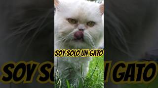 Soy solo un Gato. Miau