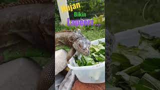 Iguana Makan Habis Kehujanan #iguana #iguanalovers #lizard #reptil #makananiguana #iguanamakan