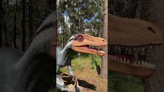 Theropod Velociraptor @dinoparquelourinha9481 ,#velociraptor #theropod #dinosaur