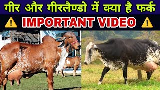 सबसे बड़ी Confusion आज होगी दूर   जानिए  क्या फर्क है गीर और गीरलैंडो गाय में Dairy Knowledge Part 2