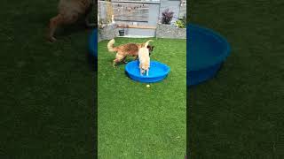 #dog #cute #doglover #cuteanimals #soundtrack #water #pool #happy #dogs #music #fun #justhappy