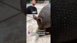 Парень на машине встретил броненосца