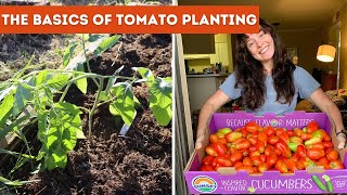 How to Plant Tomatoes 🍅