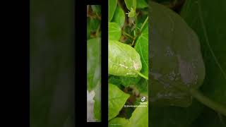 شكل اصابه حشريه بـق دقيقـى_Mealybug" لون الحشره اورنچ/وردىتُحاط بغلاف ابيض شمعى وسيله حمايه