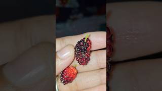 Mulberry fruit so tasty