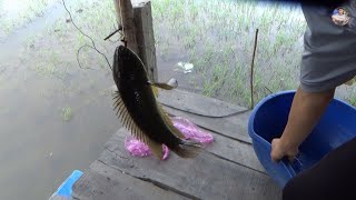 Câu cá rô mề chưa bao giờ dễ như thế này | Fishing