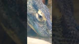 Komodo dragon 🐉 ♥.  Bird watching Los Angeles Zoo.  Birdwatching the zoo.#wildlife #nature #zoo