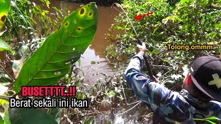 Rejeki tak terduga..!!dapat ikan langka di saat mancing ikan gurame