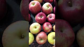 Fishkill Farms - NY - apple 🍎 picking