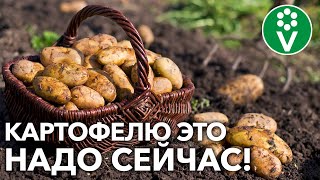 УРОЖАЙ КАРТОФЕЛЯ БУДЕТ БОЛЬШЕ, если сделаете так в августе! Всё об уходе за картофелем в конце лета!