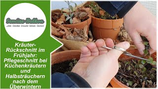 Kräuter 🌿 Rückschnitt im Frühjahr: Pflegeschnitt ✂️ bei Küchenkräutern nach dem Überwintern ❄️