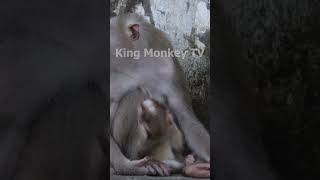 Monkey funny videos #1328 #babymonkey #shortvideo #short #viral #monkey #reels2023