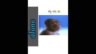 alone life 💔 plz don't disturb me 😂🙏. #monkeyfunny 😁