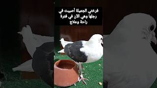 #محمد #pigeon #مربي#الحمامة_#pigeon #birds