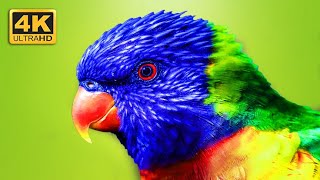 Top 50 Most Tropical Colorful Birds in The World | 4K ULTRA HD VIDEO