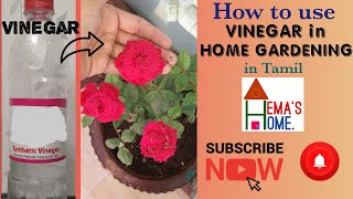 How to use vinegar in home gardening? Tamil