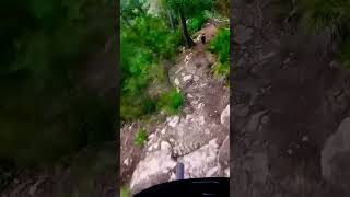 Mountain bike POV -fast start with Trail Chollie Nus. #dhmtb #mountainbike #shorts #bordercollie