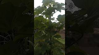 #quiabo #fypyoutube #shortsviral #shortsvideo #fypシ #agricultura