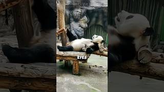 Why Pandas Are Lazy And So Cute 🥰