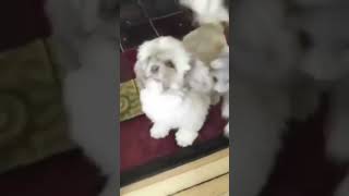 Funny Dogs Video 😀 Compilation 😀  Part 4 #shorts #dogs