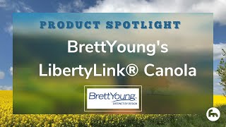 Product Spotlight:  BrettYoung's LibertyLink® Canola