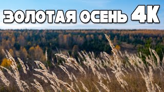 Золотая осень | Golden autumn in Russia | 4K ASMR