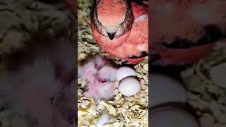 chicks#birds #vlog # grass parapet Burke chicks#parrot #video shorts