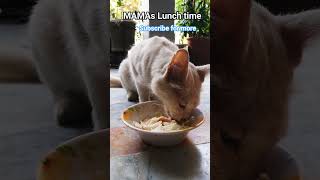 MAMAs Lunch Time | CAT Drinking milk #cat #kitten #milk #cute #funny