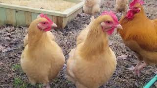 Chickens and sprouts. Sprouts vs digging up grass.  Winter is coming... Again. Arkansas