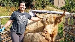 Milking my highland cow