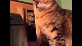 Realest Cat Alive - Funny Vine!