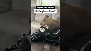 Do Capybaras Chew?