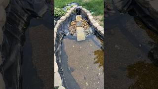 Crystal Clear Backyard Pond! Koi Fish Oasis