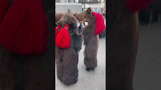 Dansul ursilor COMANESTI #2023 #beardance #bacau #viral #viralshorts #nice #wow #amazing #romania