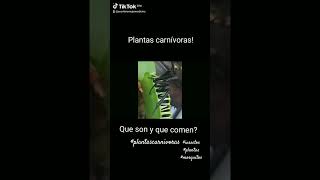 Qué son las plantas carnívoras y que ccomen?