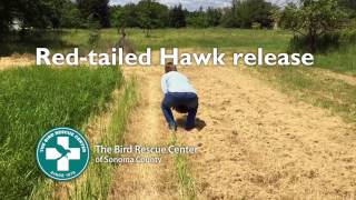 Red-tailed Hawk Release