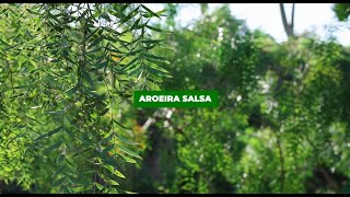 Aroeira salsa (Schinus molle)