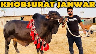 Behtreen Janwar | Qurbani 2022