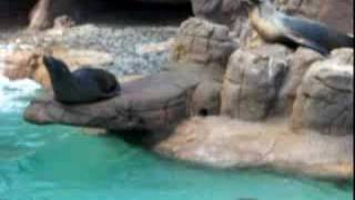 Sea Lions