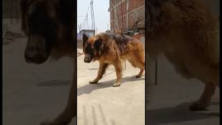 BUY LONG COAT GERMAN SHEPHERD |6392174547|#viral #gsd #dog #blogger #germanshepherd #shortvideo