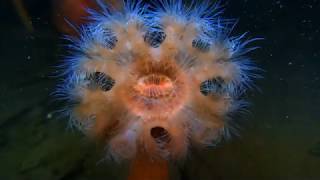 Marine Creature Monday Science Video: Plumose Anemone