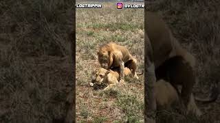 Lion’s Mating in Kenya Africa #travel #trending #fyp