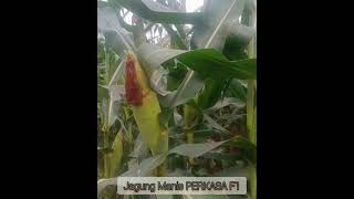 Jagung Manis PERKASA F1