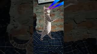 cat and abhishek # funny 😂 dance # viral ❤ video 📷 trending # short 🙏